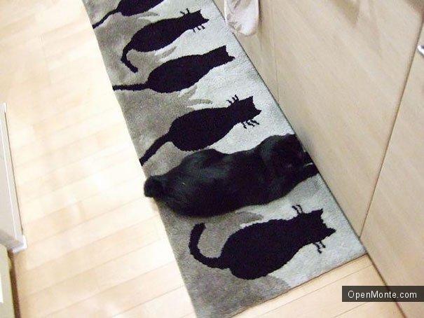 Ovo je interesantno: Это интересно: Коты, способные спрятаться на ровном месте