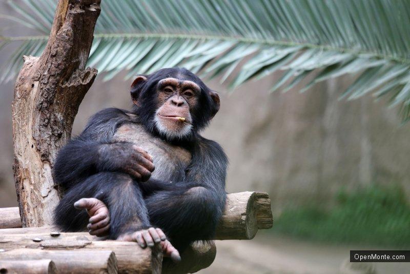 Это интересно: Шимпанзе сбил в зоопарке дрон при помощи самодельного копья