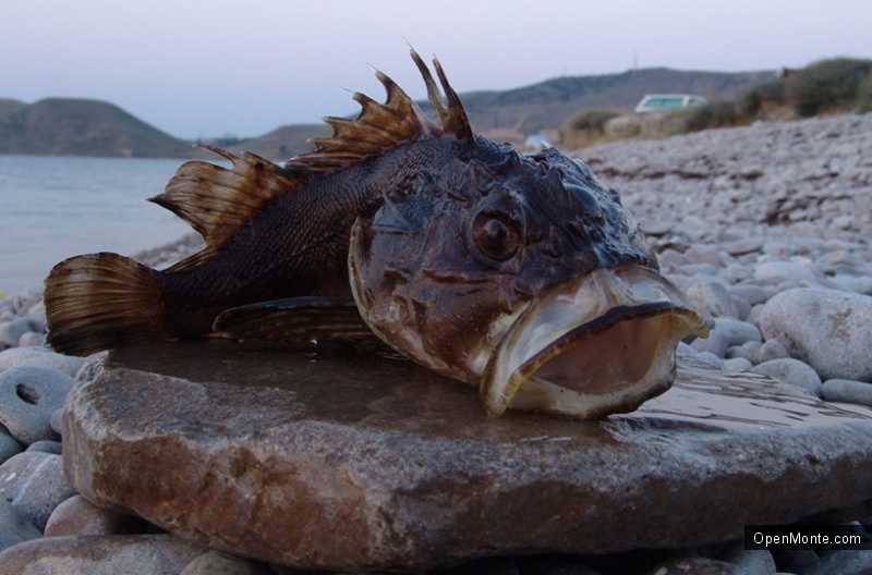 Отдых в Черногории: Рыбалка в Черногории