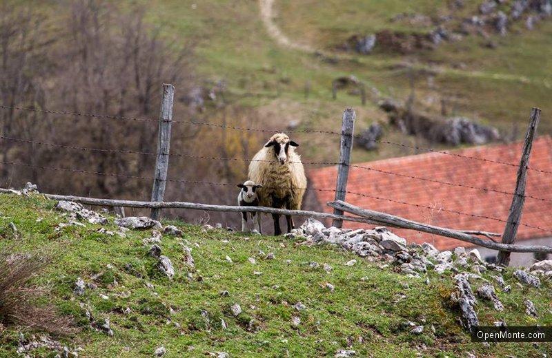 Фото Черногории: Север Черногории: фоторепортаж