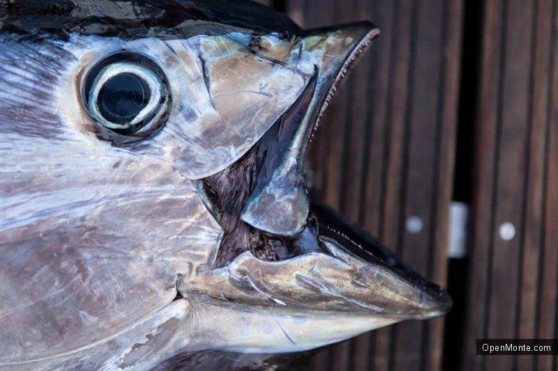 Ovo je interesantno: Фото Черногории: &laquo;Big game fishing Budva&raquo; в Черногории: нереальной красоты и величины тунцы в фото и видео