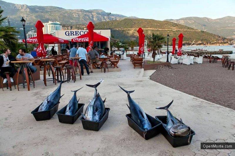 Ovo je interesantno: Фото Черногории: &laquo;Big game fishing Budva&raquo; в Черногории: нереальной красоты и величины тунцы в фото и видео
