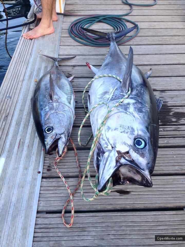 Фото Черногории: «Big game fishing Budva» в Черногории: нереальной красоты и величины тунцы в фото и видео
