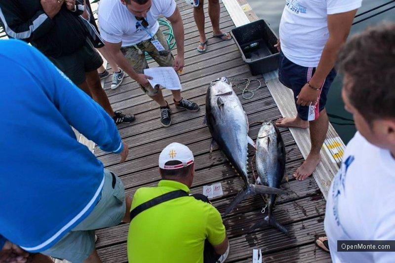 Фото Черногории: «Big game fishing Budva» в Черногории: нереальной красоты и величины тунцы в фото и видео