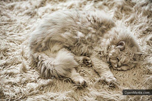 Это интересно: Коты, способные спрятаться на ровном месте