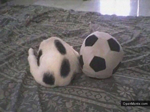 Это интересно: Коты, способные спрятаться на ровном месте