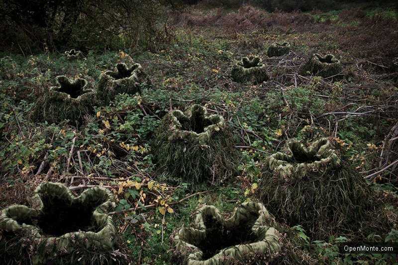 Это интересно: О Черногории: Таинственный и загадочный лес на снимках Элли Дэвис