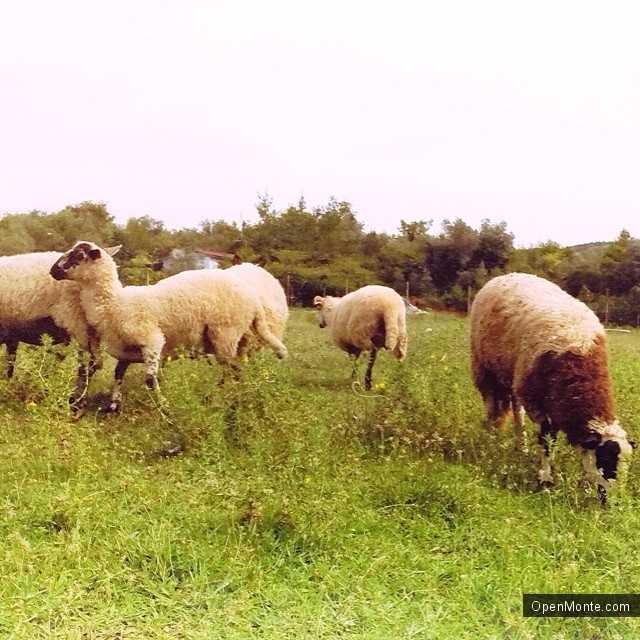 О Черногории: Лучшие 30 фото Черногории из Instagram: сборник №11