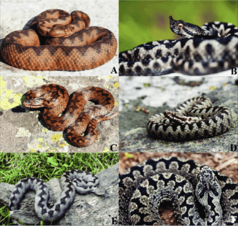 Змеи в Черногории – опасные виды и как вести себя при встрече с ними